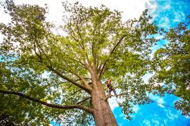 Best Palm Tree Trimming  in Spirit Lake, IA