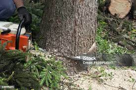 Tree and Shrub Care in Spirit Lake, IA