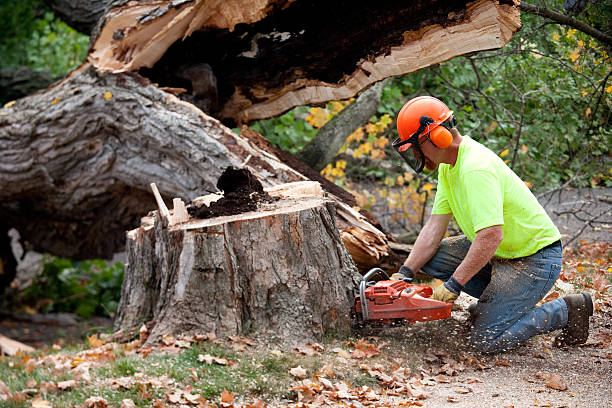 Best Lawn Pest Prevention  in Spirit Lake, IA