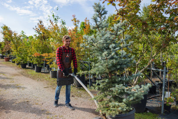 Best Tree Trimming and Pruning  in Spirit Lake, IA