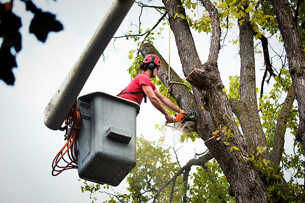 Best Firewood Processing and Delivery  in Spirit Lake, IA